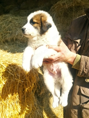 căței Ciobanesc mioritic  - imagine 2