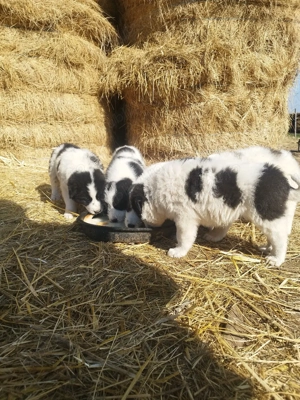 căței Ciobanesc mioritic  - imagine 4