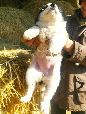 căței Ciobanesc mioritic 