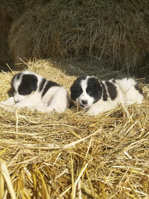 căței Ciobanesc mioritic  - imagine 3