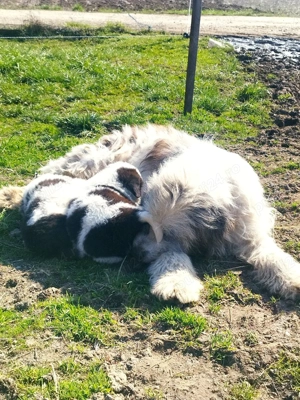 căței Ciobanesc mioritic  - imagine 5