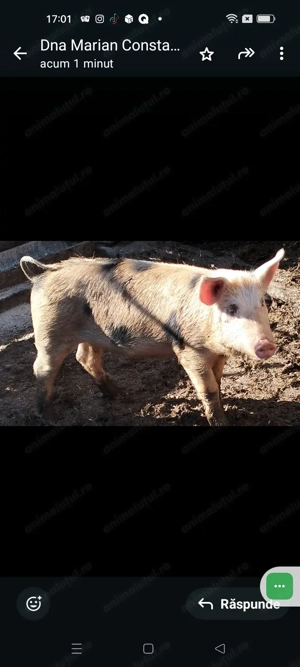 Vând purcei rasă bună  - imagine 2