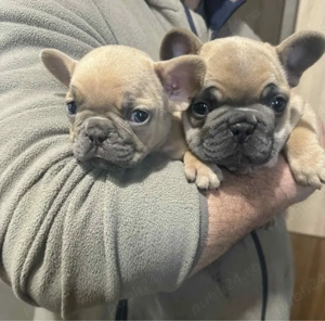 Buldog Francez Bluefawn