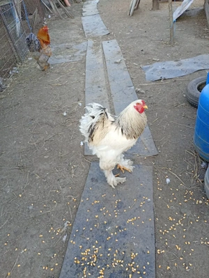 cocoși brahma de vanzare 