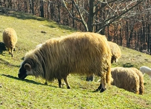 Vand berbec breaz, de 2 ani.