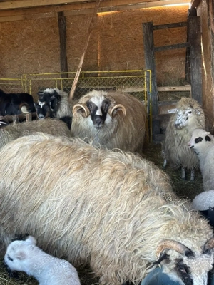 Vand berbec breaz, de 2 ani. - imagine 3