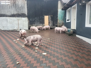 Porci de vînzare   5 vieruti  și 3 scrofite   sunați la nr    - imagine 3