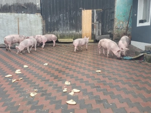 Porci de vînzare   5 vieruti  și 3 scrofite   sunați la nr    - imagine 2