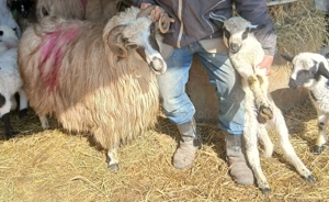 Vând    cinci       oi   - imagine 5