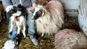 Vând    cinci       oi   - imagine 4