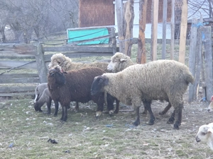 Berbec carabas de vanzare - imagine 2