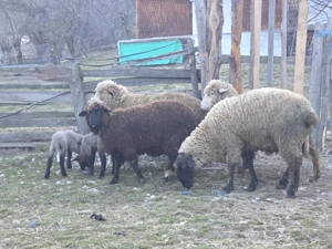 Berbec carabas de vanzare - imagine 3