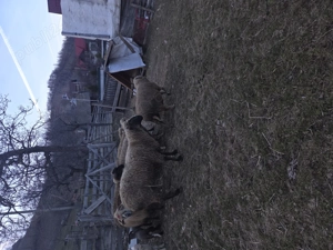 Berbec carabas de vanzare - imagine 4