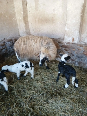 Vând    cinci       oi  