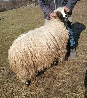 Vând    cinci       oi   - imagine 2