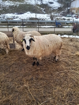 Vând    cinci       oi   - imagine 3