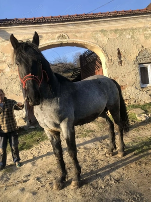  cal de vanzare - imagine 3