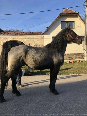  cal de vanzare - imagine 1