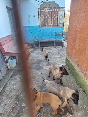 Disponili cateii din Parinti cu pedigree FCI - imagine 4