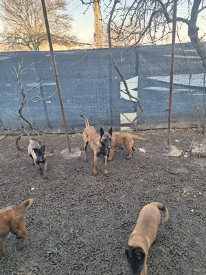 Disponili cateii din Parinti cu pedigree FCI - imagine 5