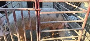 Porci Pietrani - imagine 2