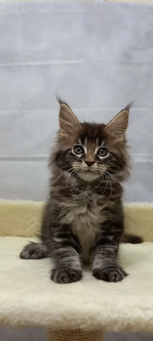 Maine coon băieței și fetițe