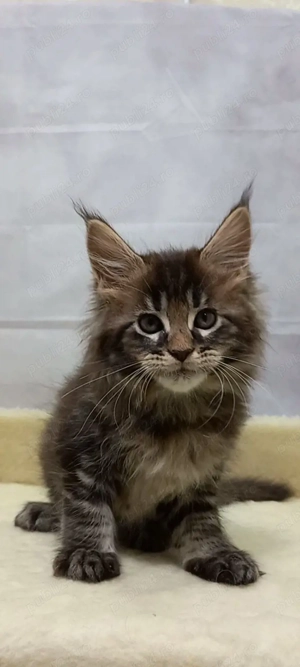 Maine coon băieței și fetițe - imagine 2