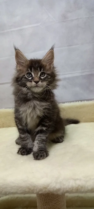 Maine coon băieței și fetițe - imagine 4