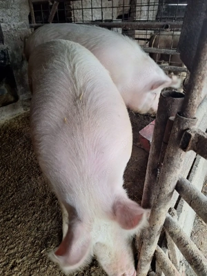 vand porci - imagine 3