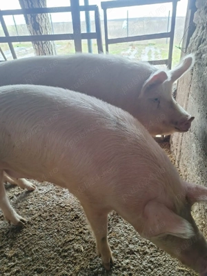 vand porci - imagine 2