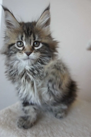 Maine coon pisoiași superbi  - imagine 3