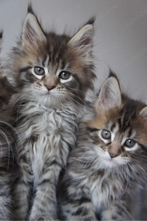 Maine coon pisoiași superbi  - imagine 5