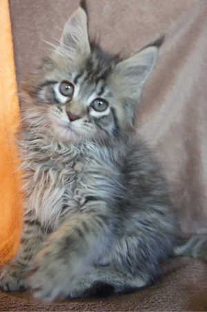 Maine coon pisoiași superbi  - imagine 4