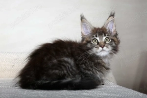 Maine coon puiuți  - imagine 2