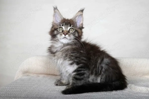 Maine coon puiuți  - imagine 3