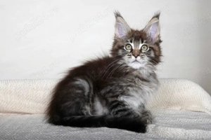 Maine coon puiuți  - imagine 4