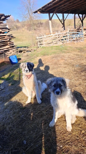 căței Ciobănești  - imagine 2