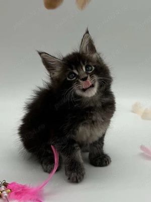 Maine coon pui - imagine 5