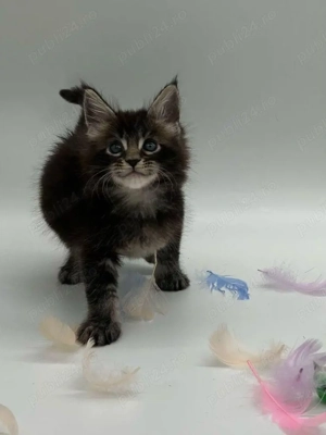 Maine coon pui - imagine 4