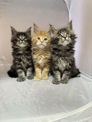 Maine coon pisoiași - imagine 2