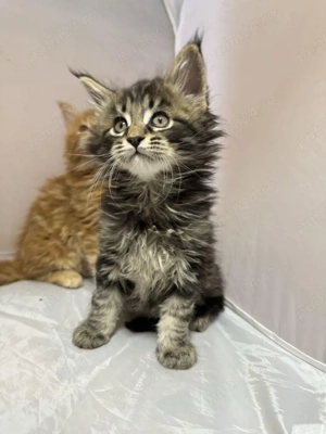 Maine coon pisoiași - imagine 4