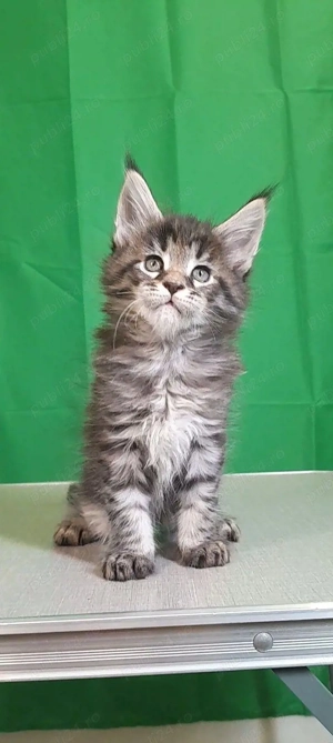 Maine coon pui superbi  - imagine 2