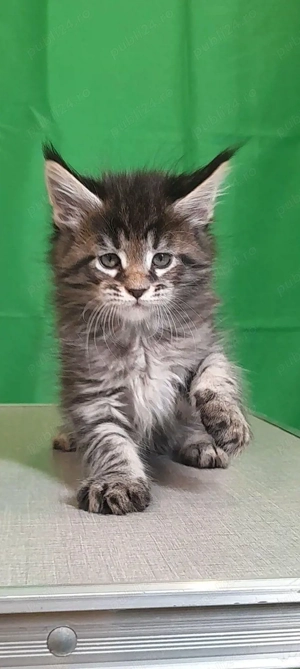 Maine coon pui superbi  - imagine 3