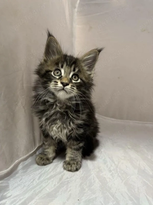 Maine coon pisoiași - imagine 3