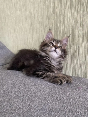 Maine coon pui 2 luni  - imagine 2