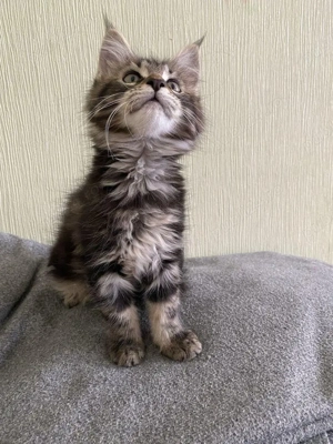 Maine coon pui 2 luni  - imagine 3