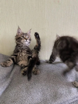 Maine coon pui 2 luni  - imagine 4