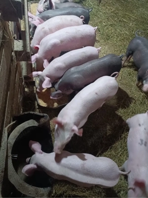 purcei de rasa - imagine 2