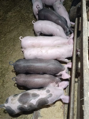 purcei de rasa - imagine 3