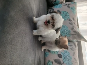 cățeluși bichon  - imagine 1